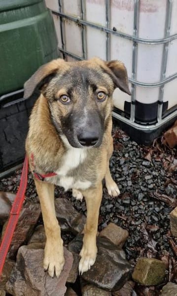 Bootsmann, freundlich, erzogen