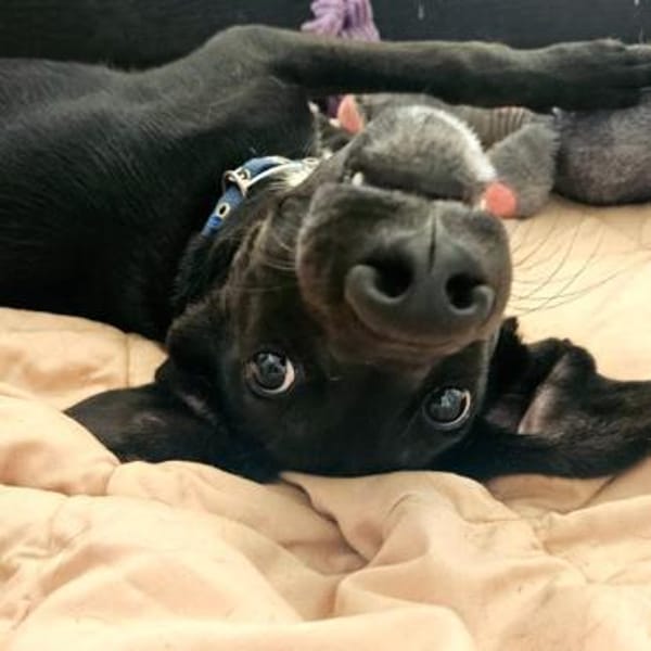 Dreibein Saru ein Schatz auf 3 Pfoten