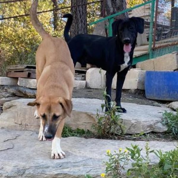 Dreibein Saru ein Schatz auf 3 Pfoten