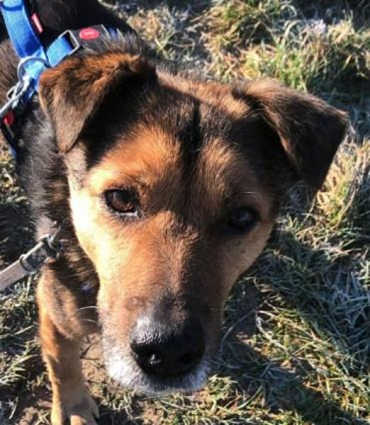 ATHOS -Liebevoll & verschmust-