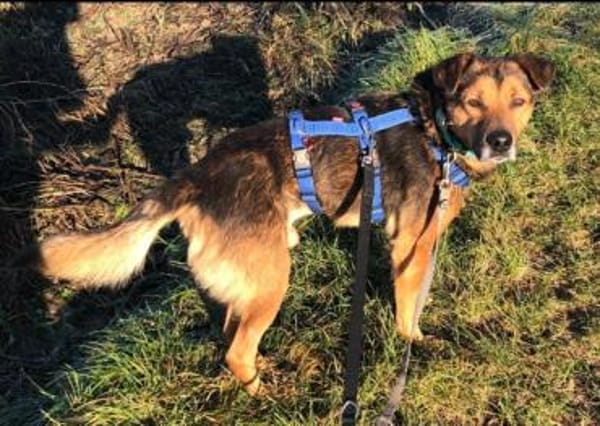 ATHOS -Liebevoll & verschmust-