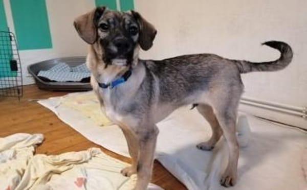 Zuhause gesucht für Clay