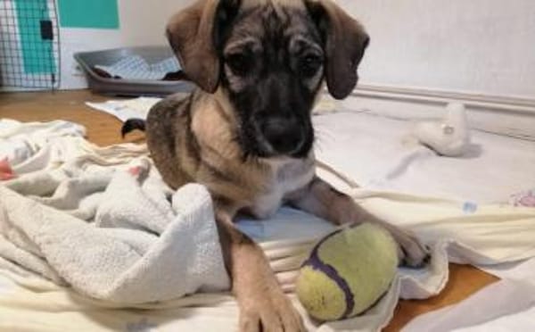 Zuhause gesucht für Clay