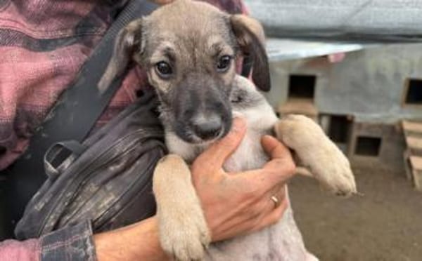 Zuhause gesucht für Clay