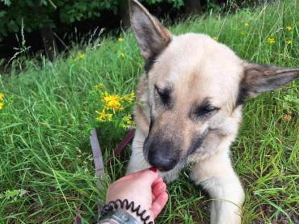 Phili  ein Kämpfer mit großem Herzen