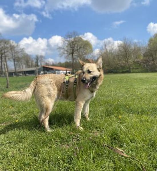 Phili  ein Kämpfer mit großem Herzen