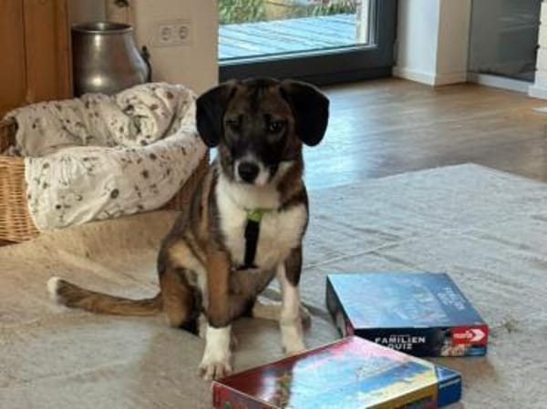 Racker sucht sein Zuhause