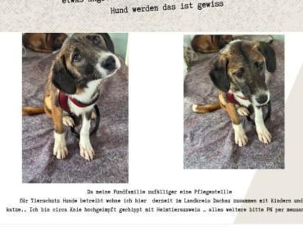 Racker sucht sein Zuhause