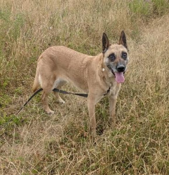 Herz in Not = RUBY in 91616 Neusitz‼🆘