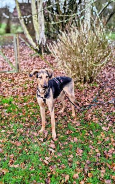 Pappy - sehr lieb, kleiner Streber