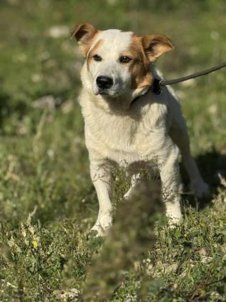 Bambam - kleine aber fein