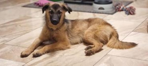 FIDELLA -rundum tolles Hundekind-