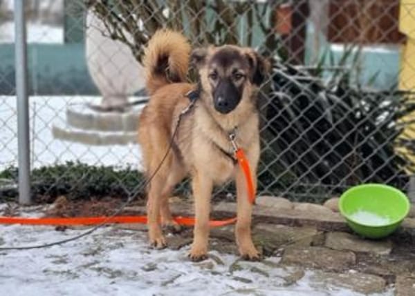 FIDELLA -rundum tolles Hundekind-