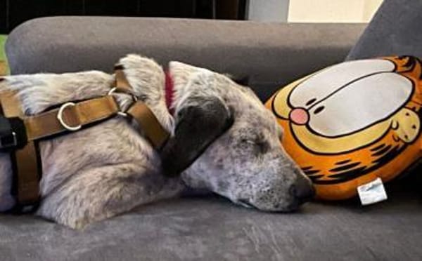 Heller Stern Serafina