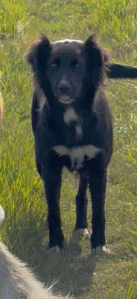 Bagira - von Soldat gerettet