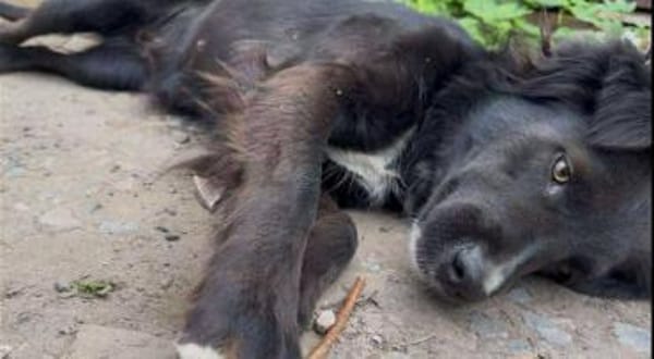 Bagira - von Soldat gerettet