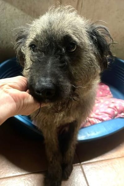 LOTTA - liebe herzliche Hündin