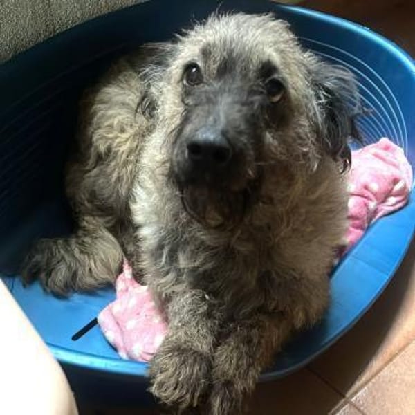 LOTTA - liebe herzliche Hündin