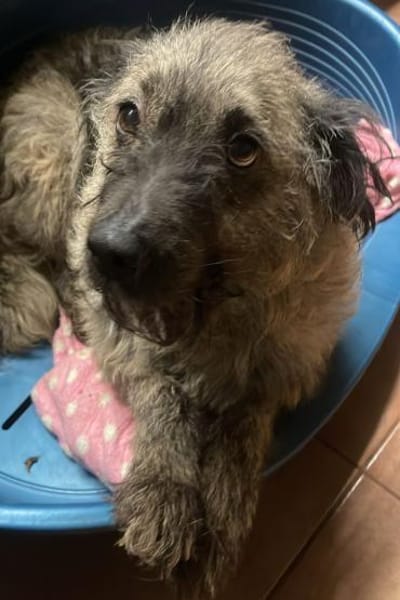 LOTTA - liebe herzliche Hündin