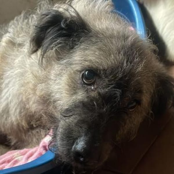 LOTTA - liebe herzliche Hündin