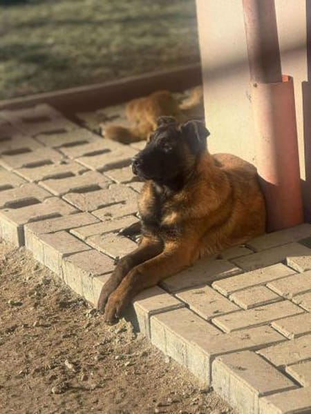 Sokrates sucht verständnisvolle Hände