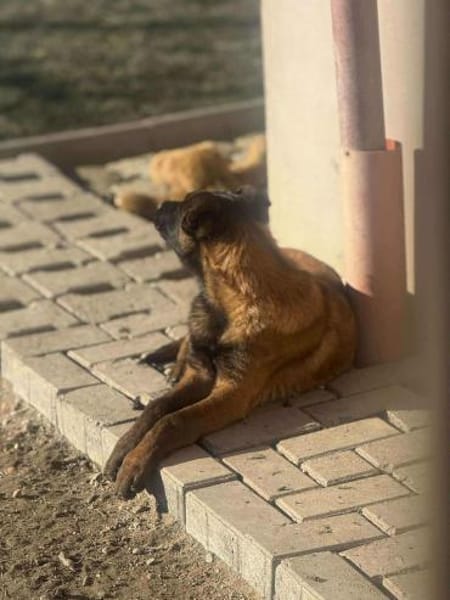 Sokrates sucht verständnisvolle Hände