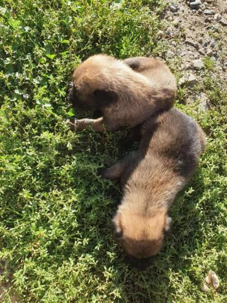 Sokrates sucht verständnisvolle Hände