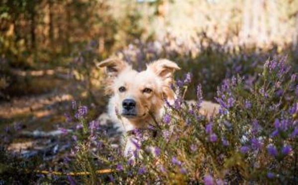 Gnocchi sucht eine aktive Familie