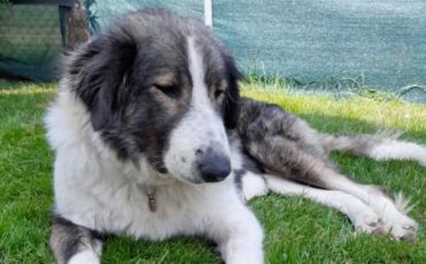 Verspielte Nala sucht ihr Glück