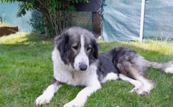 Verspielte Nala sucht ihr Glück