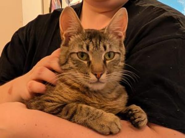 Unser zartes Katzenseelchen Findus