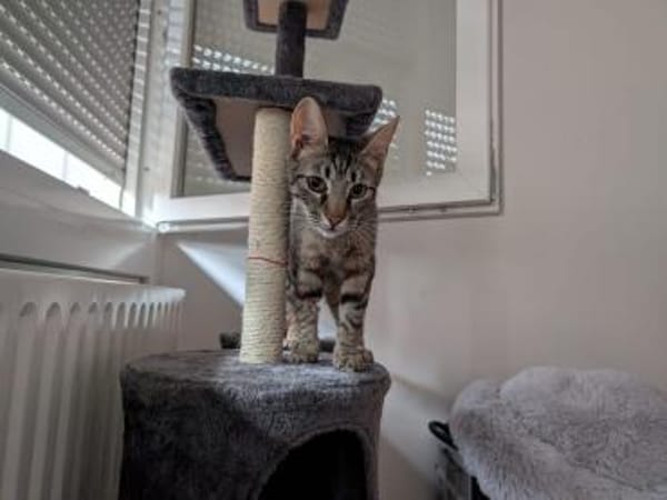 Unser zartes Katzenseelchen Findus