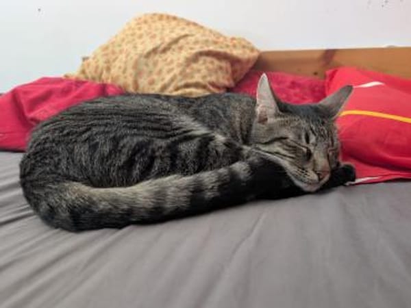 Unser zartes Katzenseelchen Findus