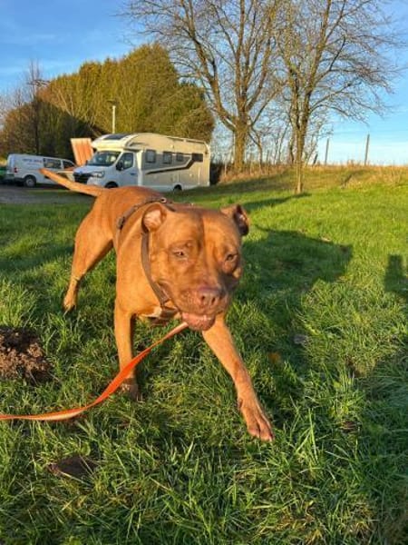 SKADI - mein Herz für tolles Zuhause