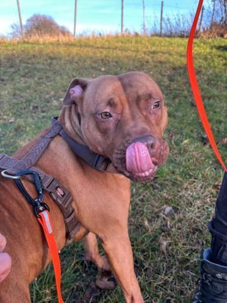 SKADI - mein Herz für tolles Zuhause