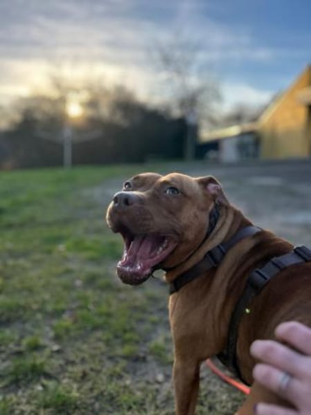 SKADI - mein Herz für tolles Zuhause