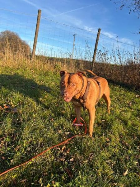 SKADI - mein Herz für tolles Zuhause