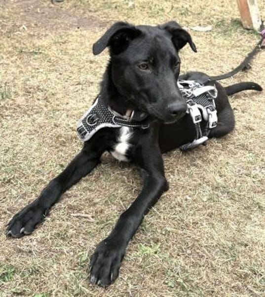 Carlos - coole Socke - echter Goldschatz