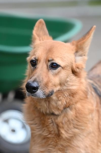 SHAKTY - pfiffig und mit Fledermausohren