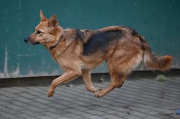SHAKTY - pfiffig und mit Fledermausohren