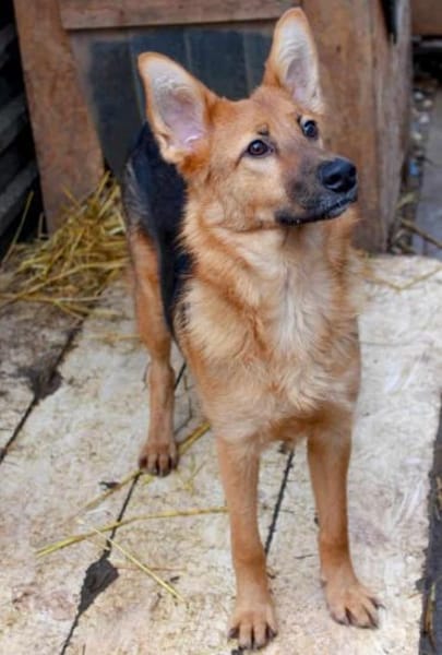 SHAKTY - pfiffig und mit Fledermausohren