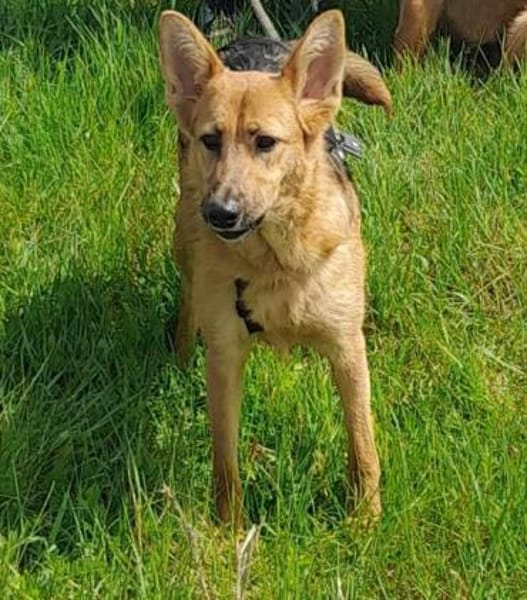 SHAKTY - pfiffig und mit Fledermausohren