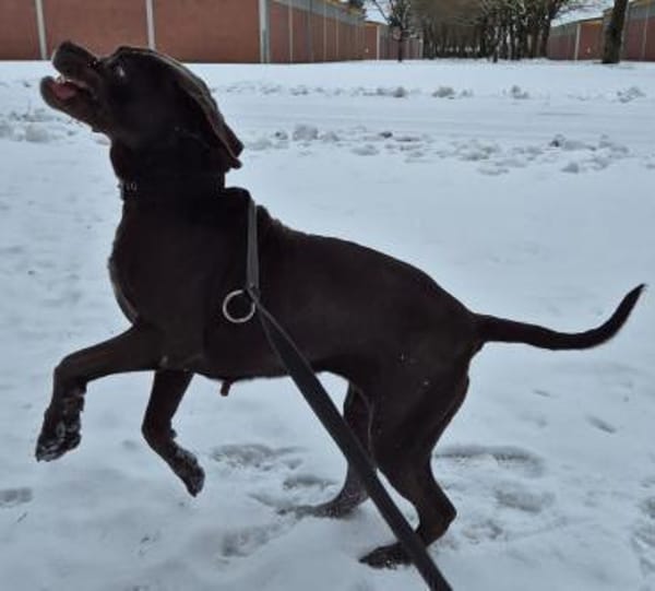 Reka - Einzelprinzessin sucht Zuhause