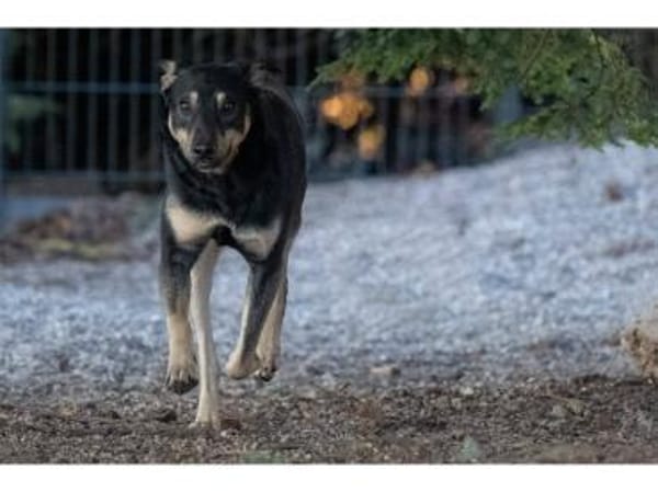 Pinkas - wartet in 99427 Weimar