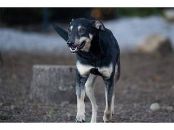 Pinkas - wartet in 99427 Weimar