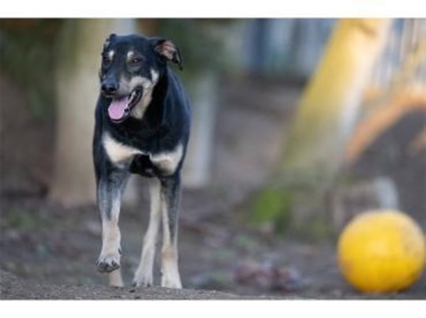 Pinkas - wartet in 99427 Weimar