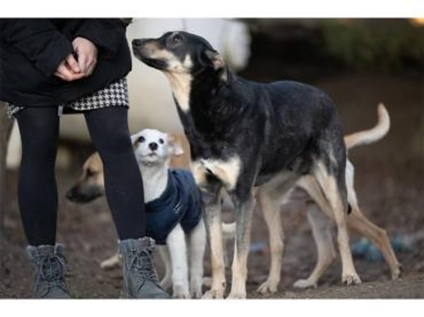 Pinkas - wartet in 99427 Weimar