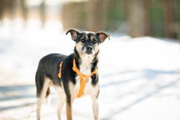 Johnny ❤sucht Für-Immer-Zuhause