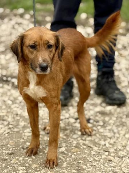 Arielle - die kleine Meerjungfrau