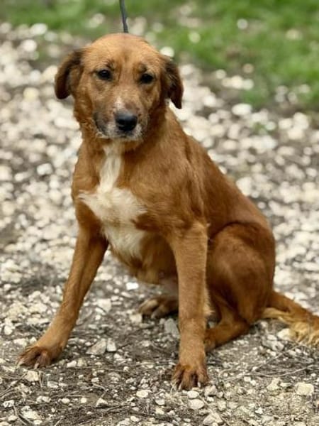 Arielle - die kleine Meerjungfrau